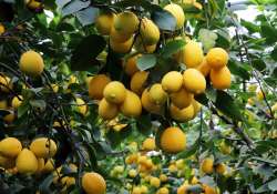 Egy cseppnyi mediterrán hangulat – citromültetvényre látogathatunk el Lajosmizsén