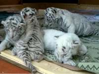 4 tigriskölyök a Magán Zoo sztárjai, már megtekinthetjük etetés közben