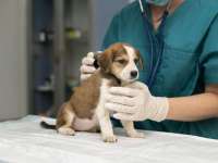 Hétvégi állatorvosi kiszállásos ügyelet indul júliustól