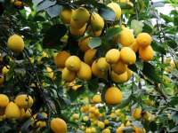 Egy cseppnyi mediterrán hangulat – citromültetvényre látogathatunk el Lajosmizsén