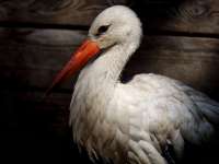 Felépült gólyák szabadon engedésének lehetünk tanúi csütörtökön