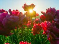 Pénteken megnyitja kapuit a Tulipános kert Tázláron