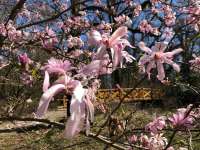 Virágnaptár és kiolvadt jégkorszaki ritkaságok ... tavaszi látnivalók a Hortobágyon